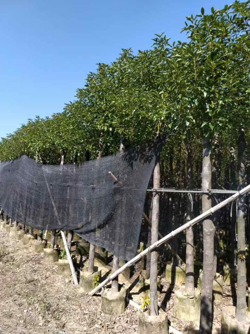 香樟3-15分，各种规格，大量低价出售