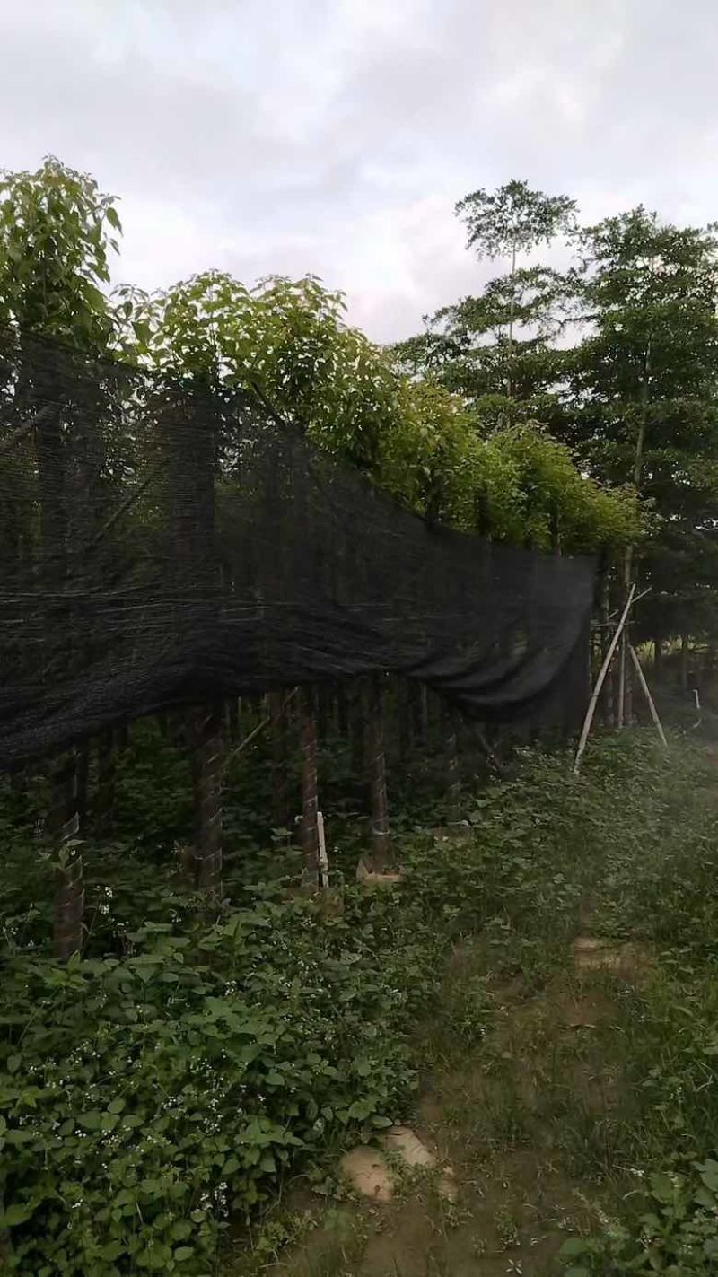 香樟3-15分，各种规格，大量低价出售