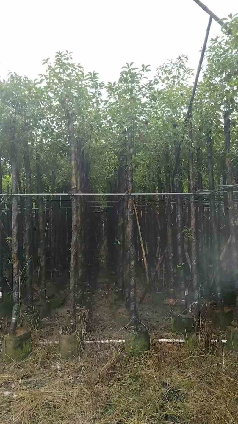 香樟3-15分，各种规格，大量低价出售