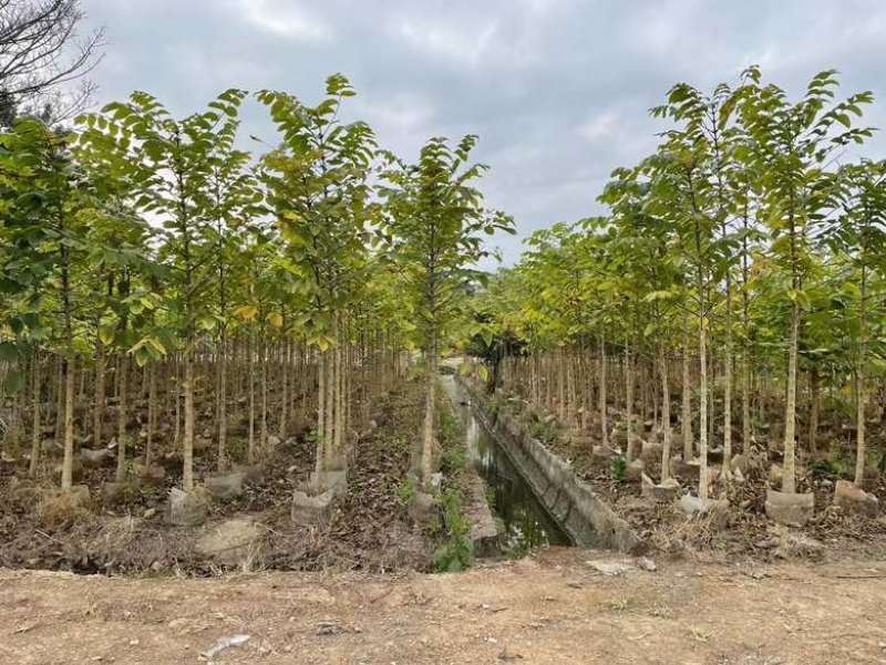 火焰木2-15分，各种规格，大量低价出售