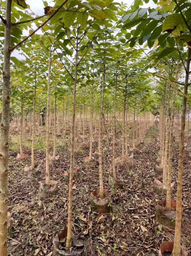 火焰木2-15分，各种规格，大量低价出售