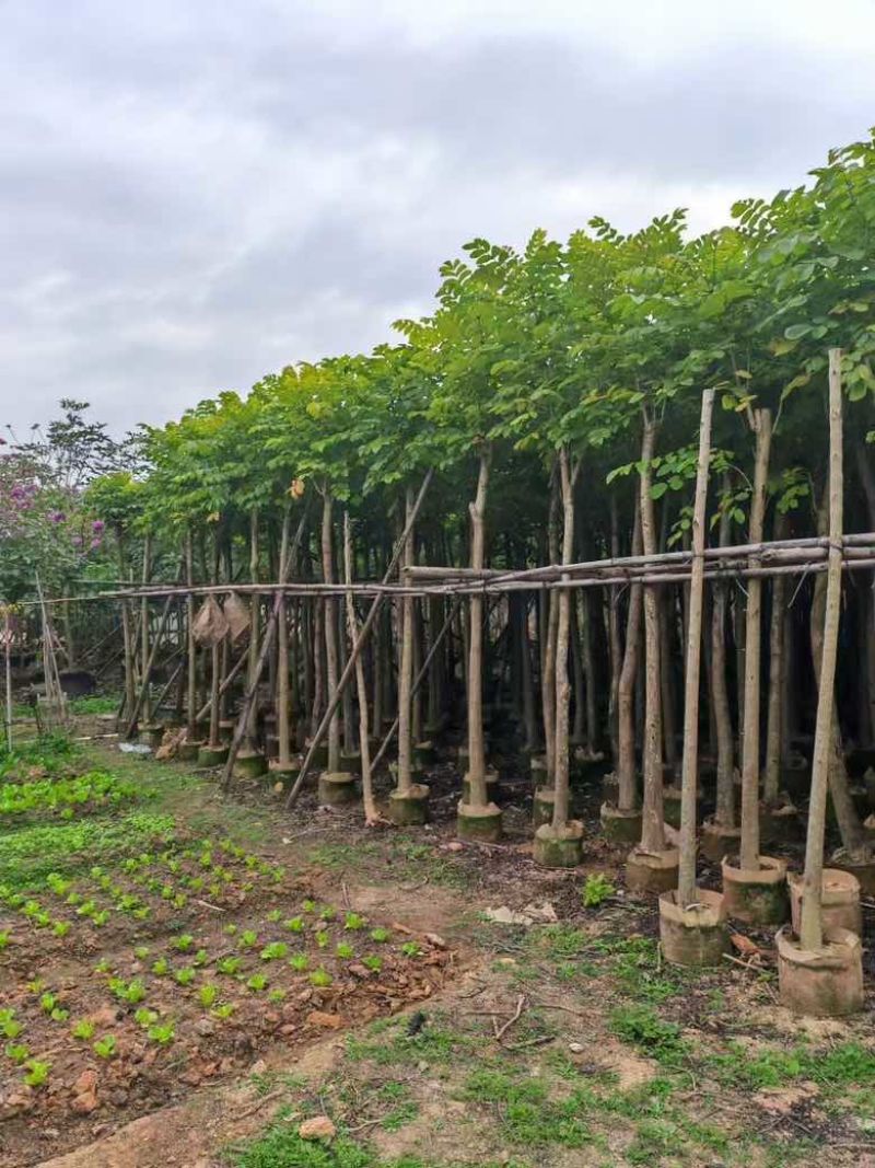 火焰木2-15分，各种规格，大量低价出售