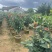 四季茶花30-150，各种规格，大量低价出售