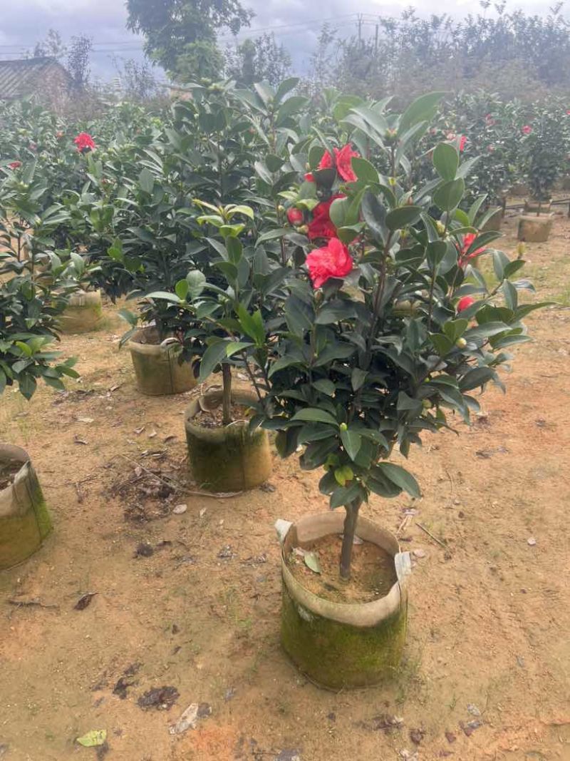 四季茶花30-150，各种规格，大量低价出售