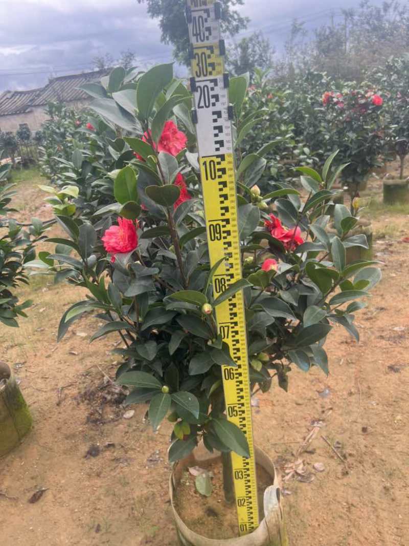 四季茶花30-150，各种规格，大量低价出售