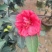 四季茶花30-150，各种规格，大量低价出售