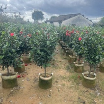 四季茶花30-150，各种规格，大量低价出售