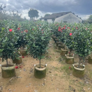 四季茶花30-150，各种规格，大量低价出售