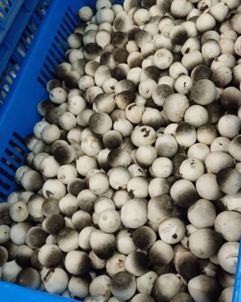 新鲜草菇，供港品质