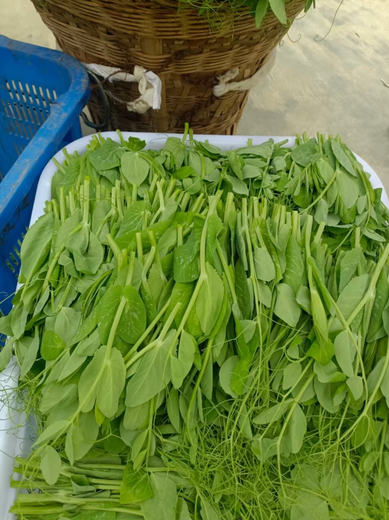 碗豆尖