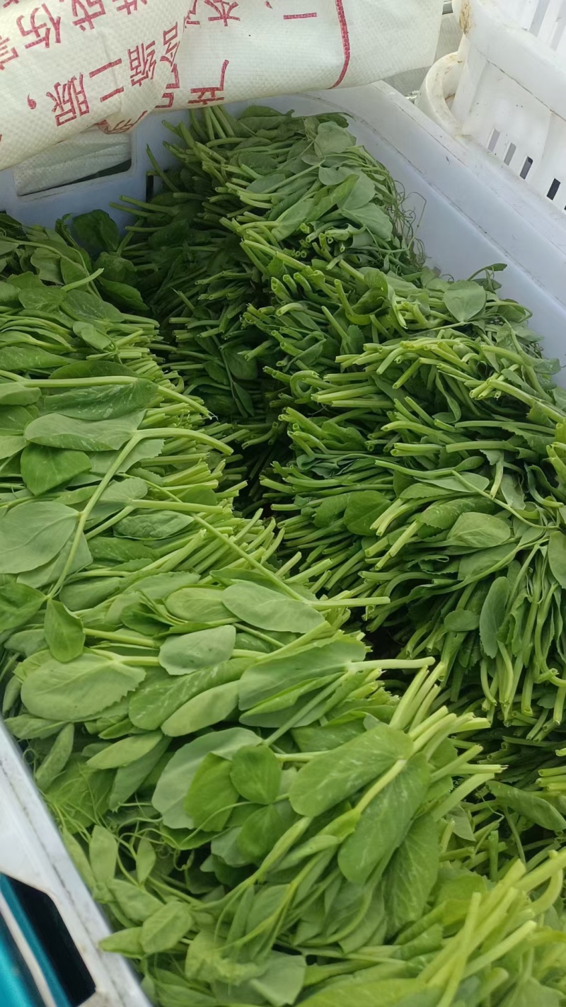 碗豆尖