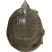 外塘甲鱼