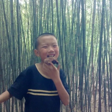 精竹，水竹