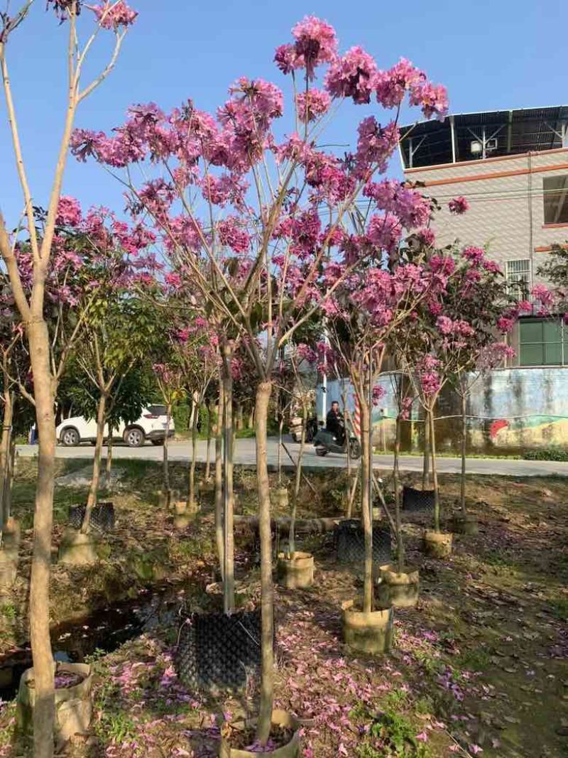 紫花风铃木2-10分，大量低价出售