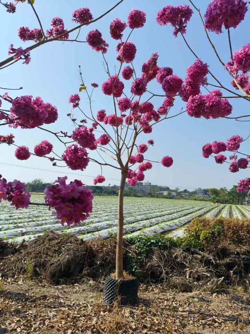 紫花风铃木2-10分，大量低价出售