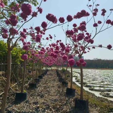 紫花风铃木2-10分，大量低价出售