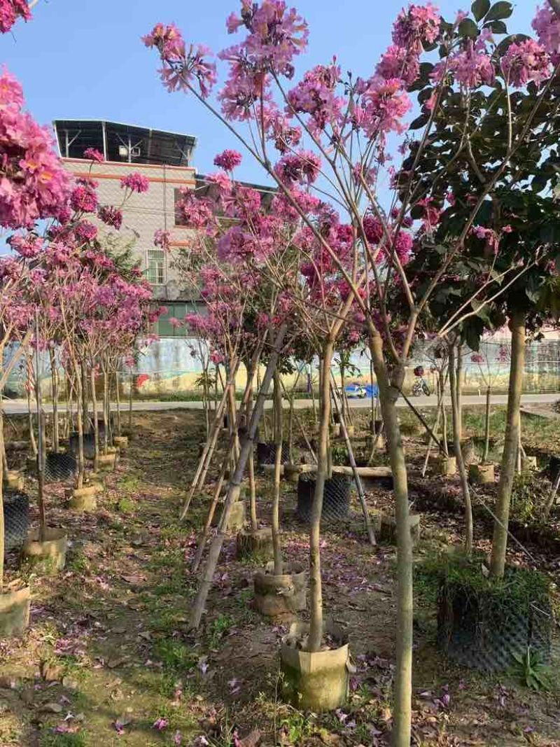 紫花风铃木2-10分，大量低价出售