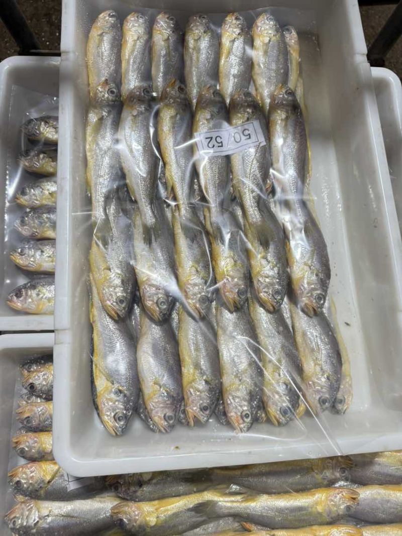 排列小黄鱼
