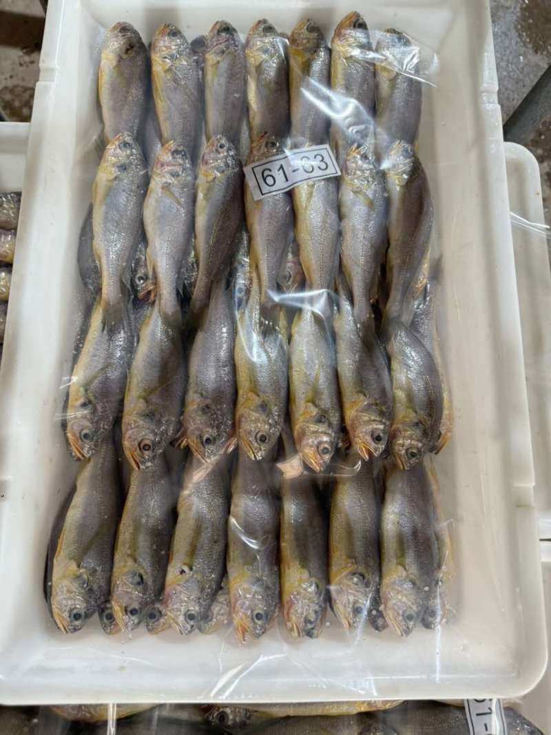 排列小黄鱼