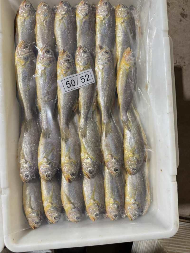 排列小黄鱼