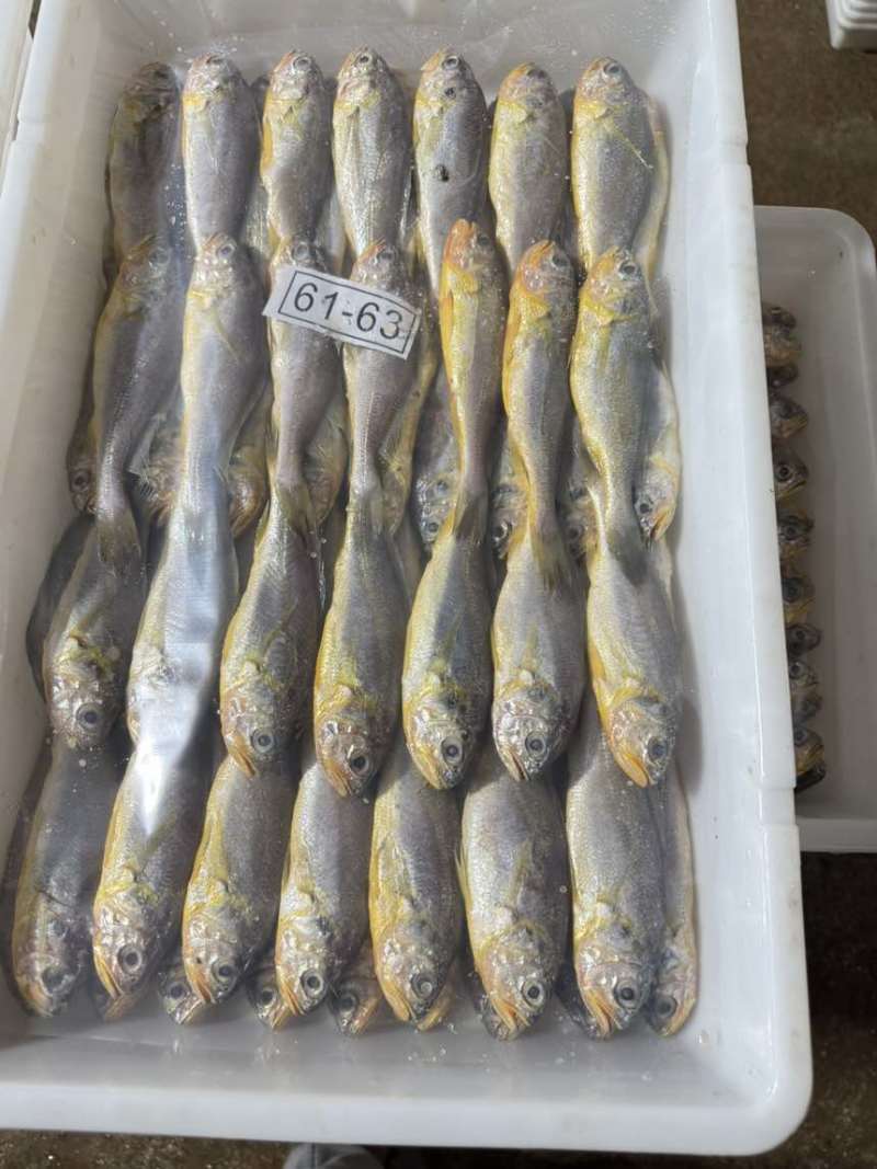 排列小黄鱼