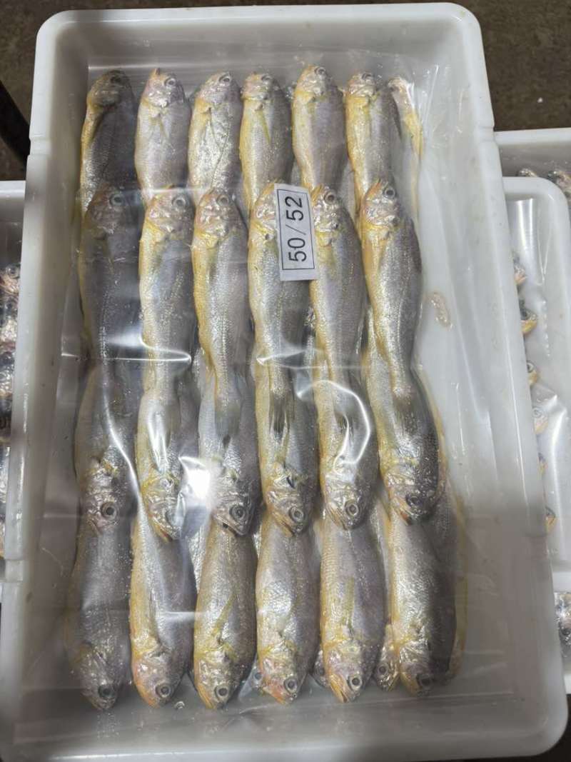 排列小黄鱼