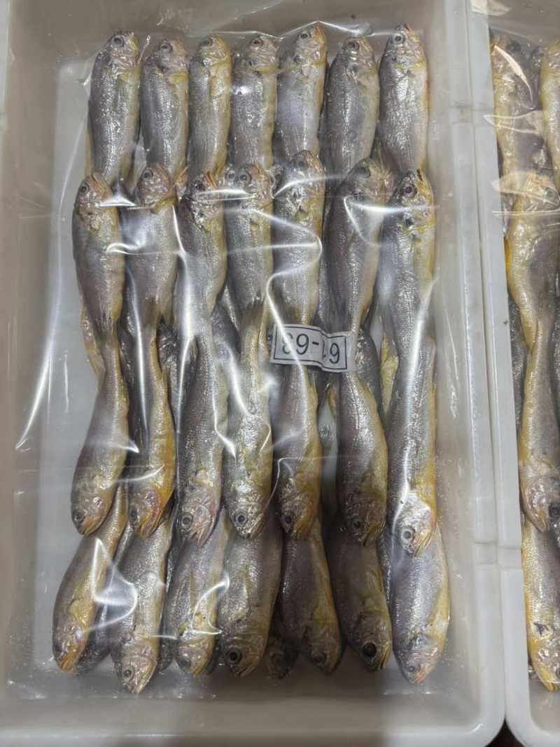 排列小黄鱼