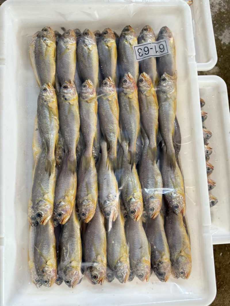 排列小黄鱼