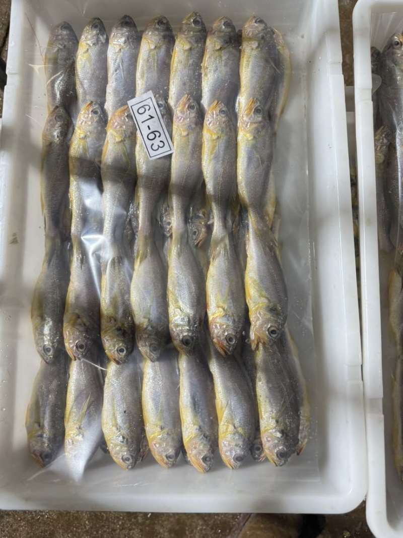 排列小黄鱼