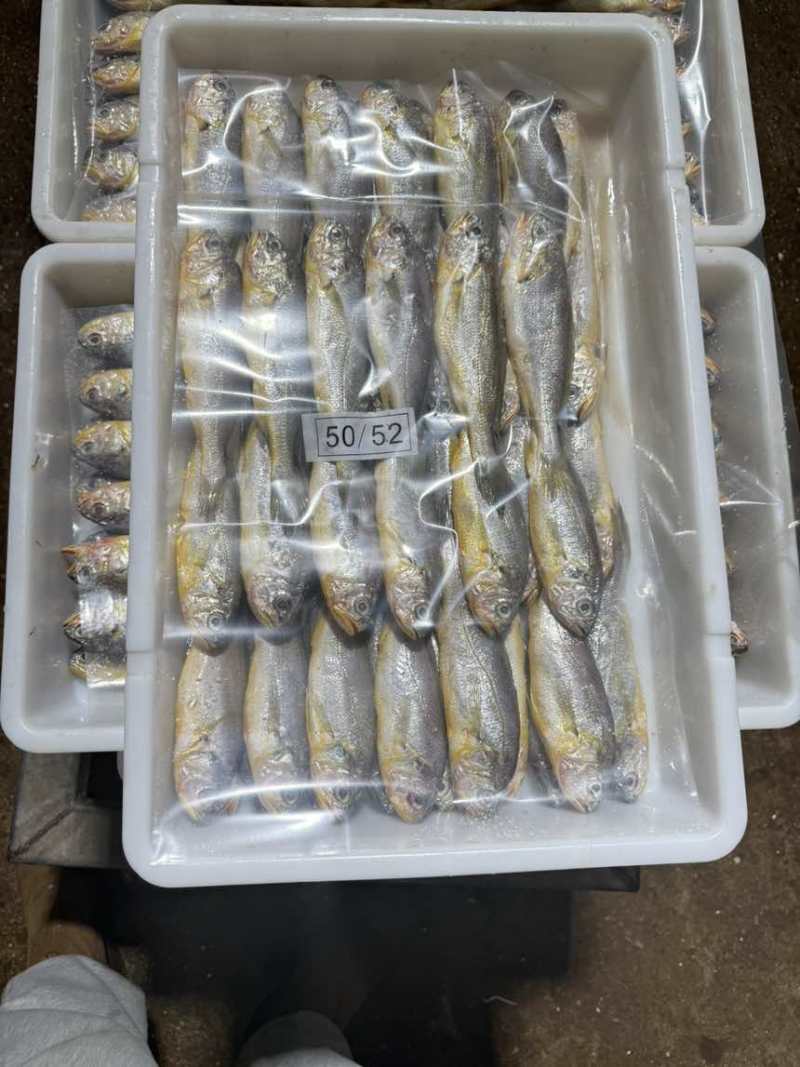 排列小黄鱼