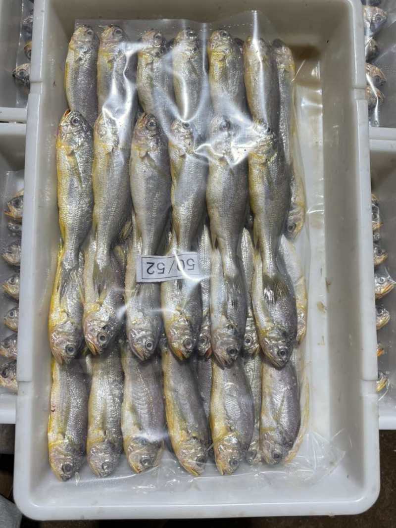 排列小黄鱼