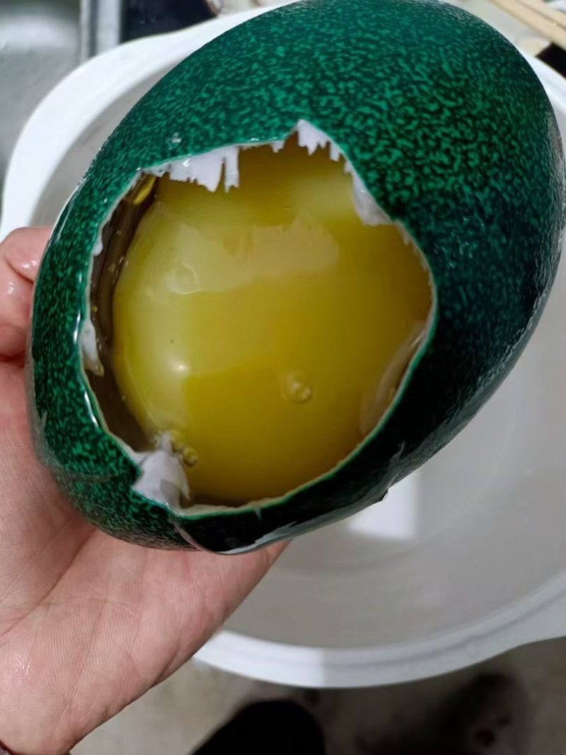 自家养殖鸸鹋蛋可孵化可食用