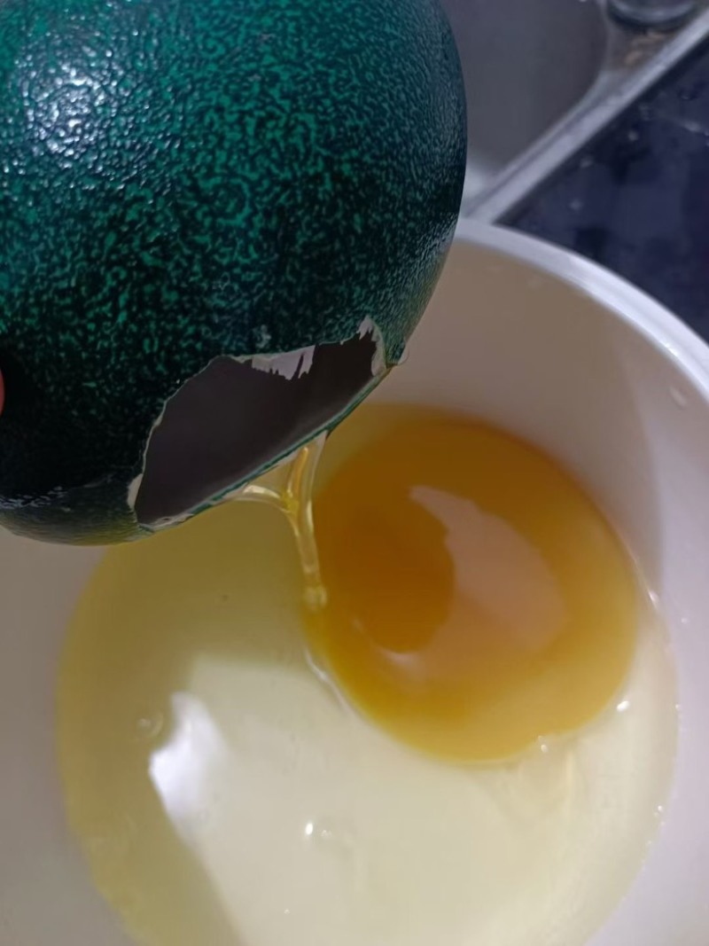 自家养殖鸸鹋蛋可孵化可食用