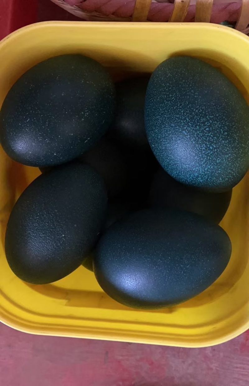 自家养殖鸸鹋蛋可孵化可食用