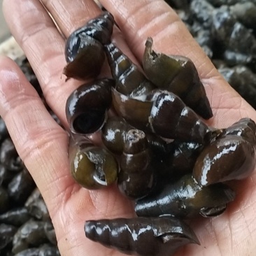 新鲜大个的山坑螺，需要的老板请联系。
