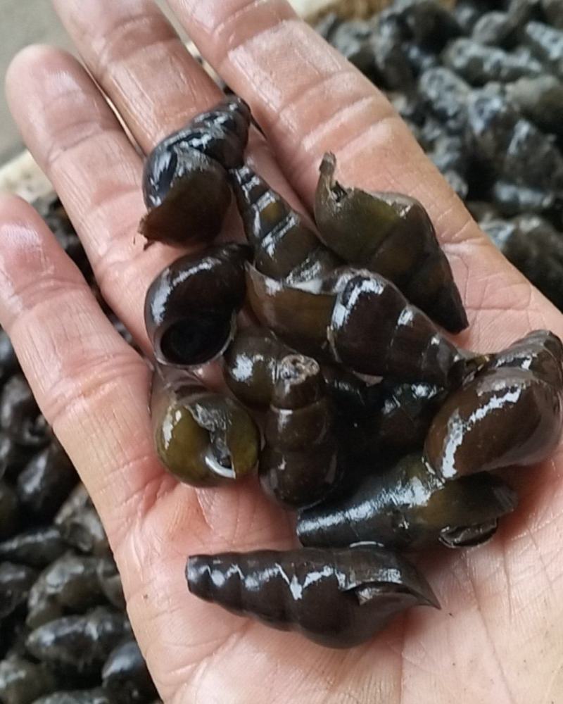 新鲜大个的山坑螺，需要的老板请联系。