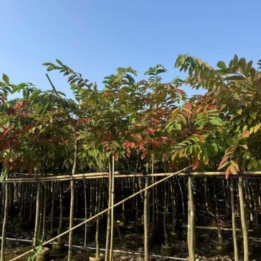大叶紫薇3-15分，各种规格，大量低价出售