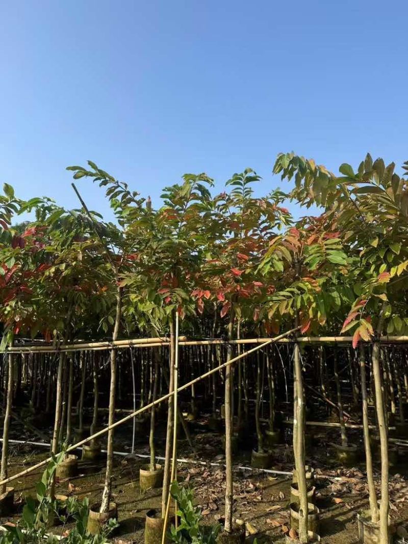 大叶紫薇3-15分，各种规格，大量低价出售