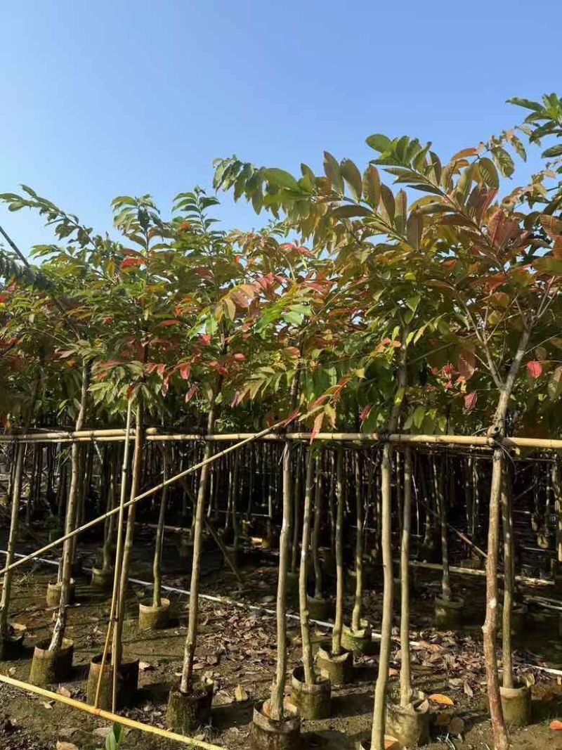 大叶紫薇3-15分，各种规格，大量低价出售