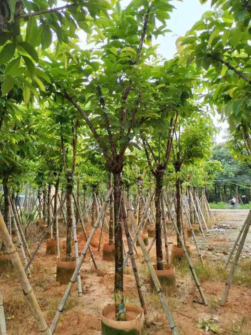 大叶紫薇3-15分，各种规格，大量低价出售