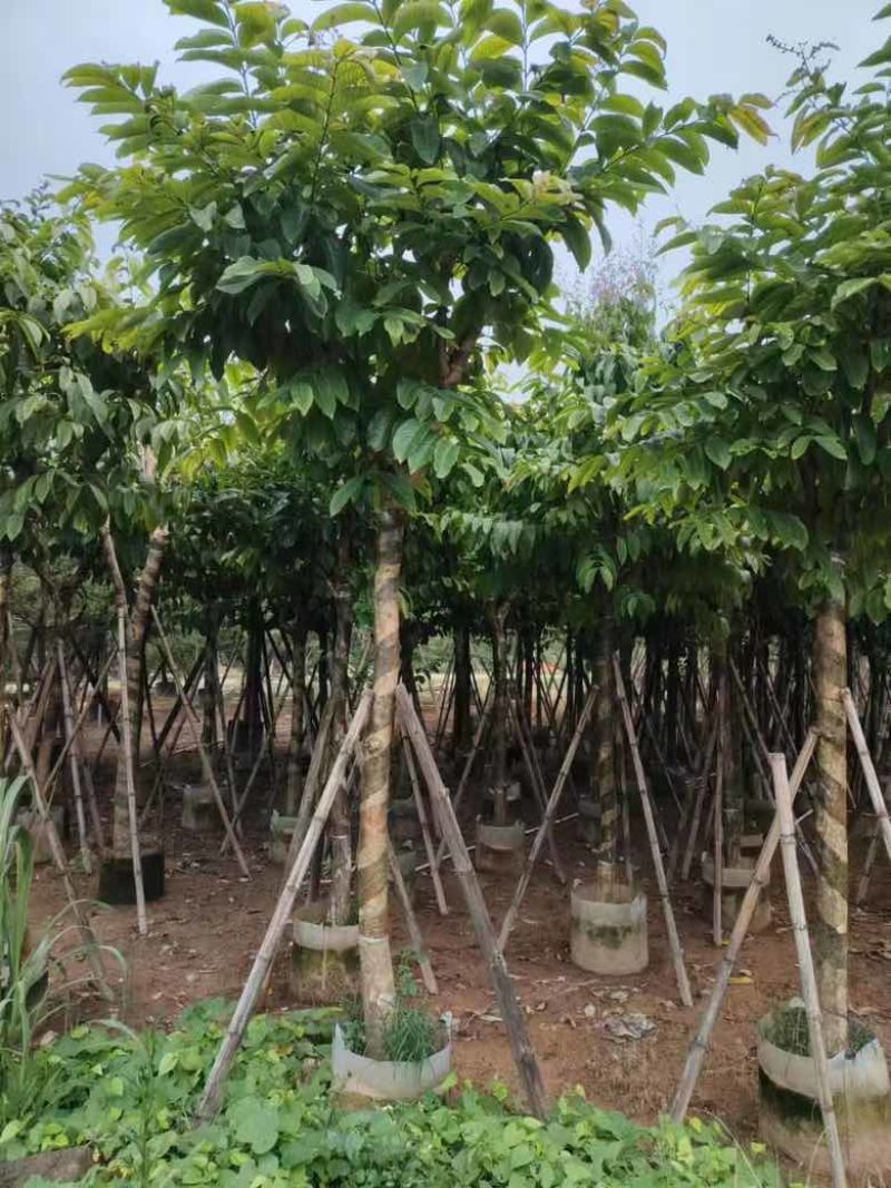 大叶紫薇3-15分，各种规格，大量低价出售