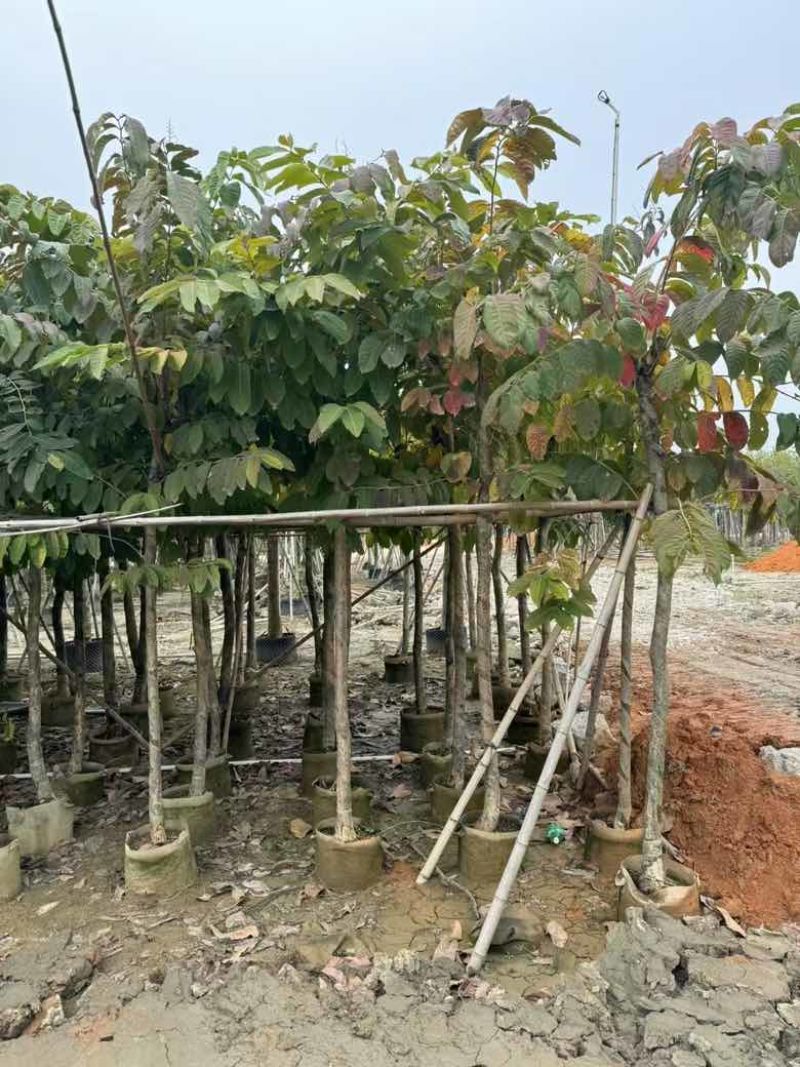 大叶紫薇3-15分，各种规格，大量低价出售