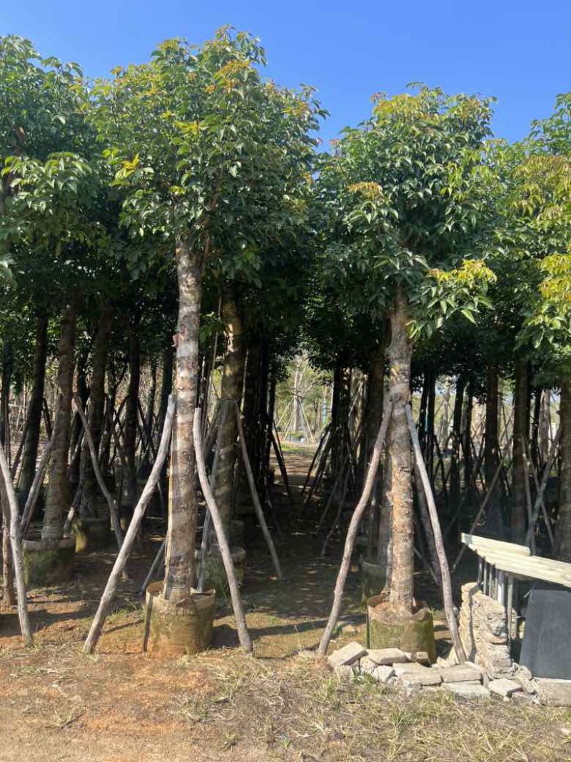 秋枫2-15分，各种规格，大量低价出售