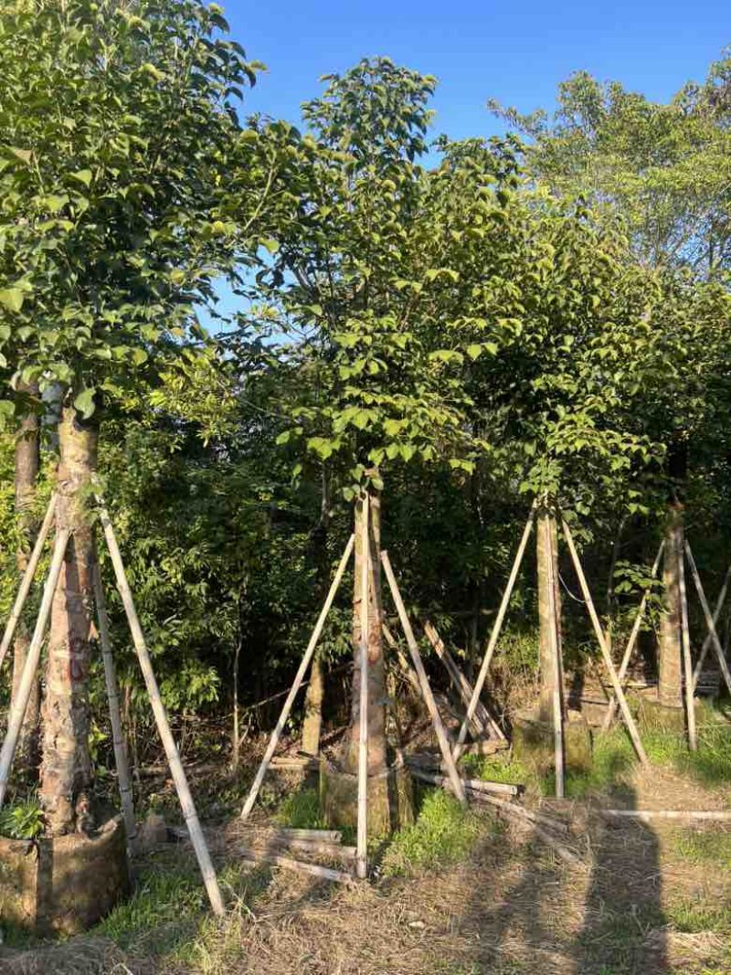 秋枫2-15分，各种规格，大量低价出售