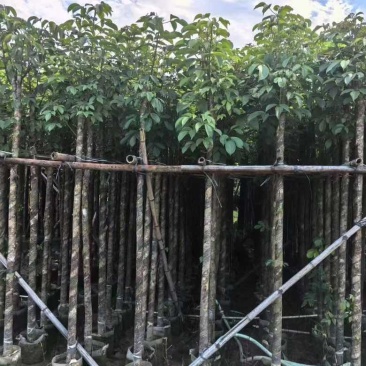 秋枫2-15分，各种规格，大量低价出售
