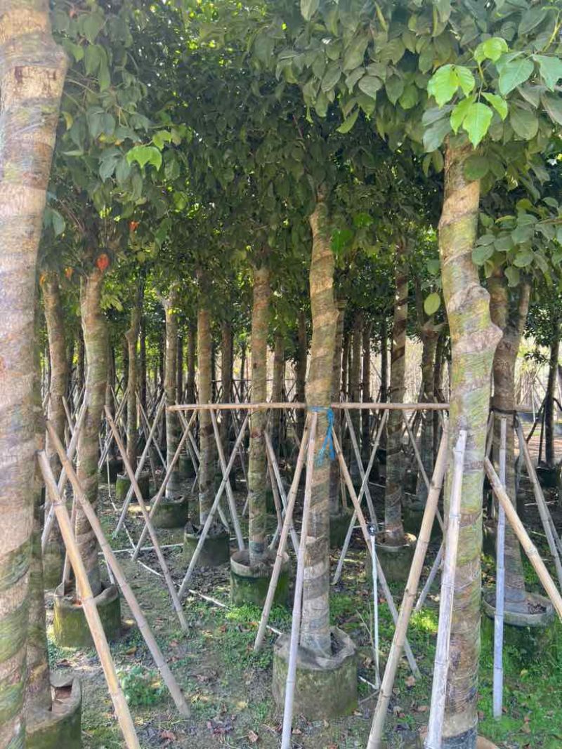 秋枫2-15分，各种规格，大量低价出售
