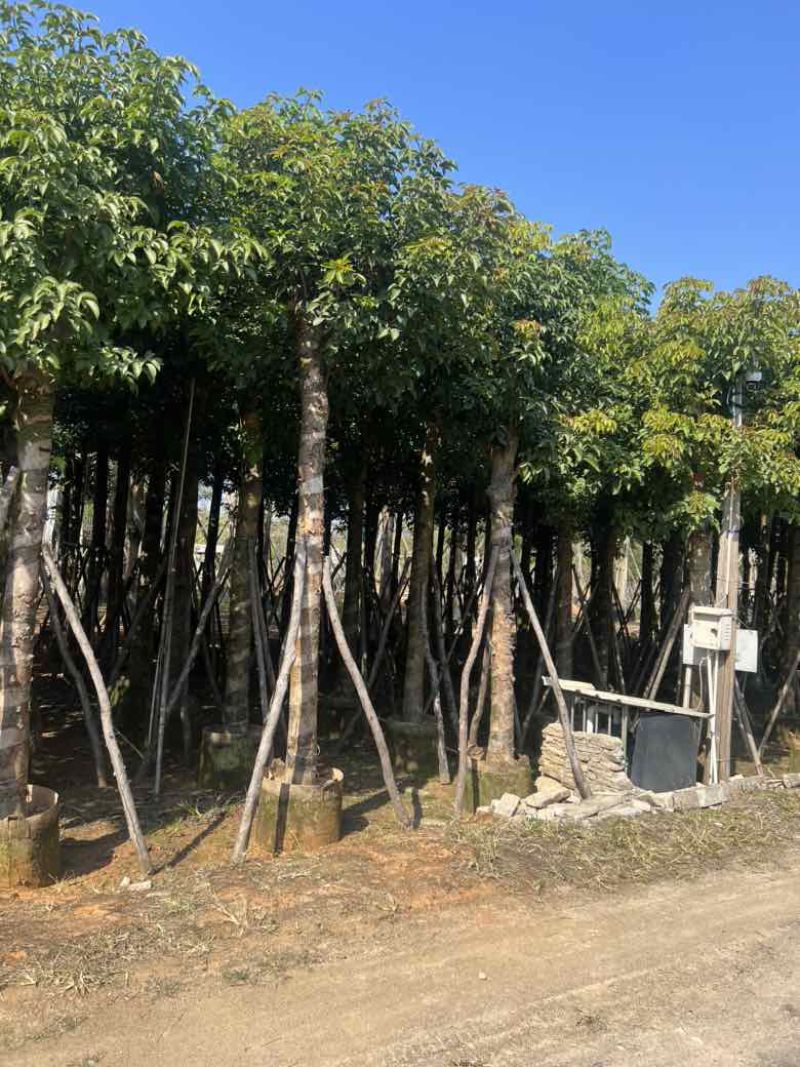 秋枫2-15分，各种规格，大量低价出售