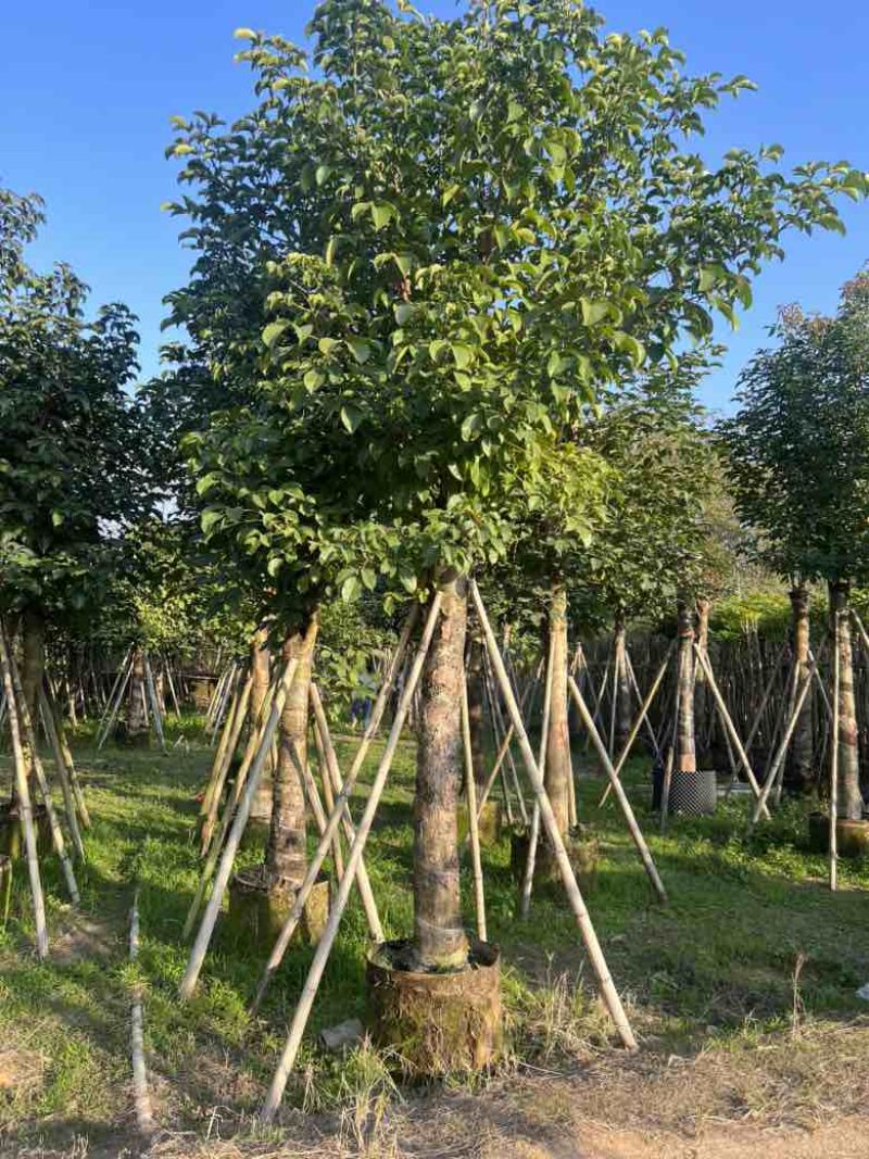 秋枫5-18分，各种规格，大量低价出售