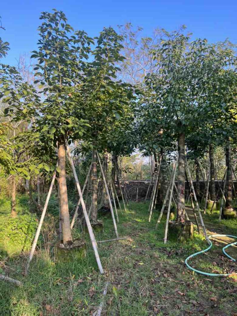 秋枫5-18分，各种规格，大量低价出售
