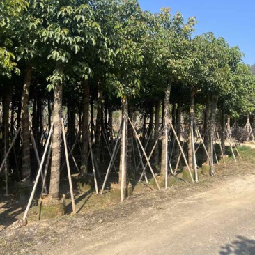 秋枫5-18分，各种规格，大量低价出售